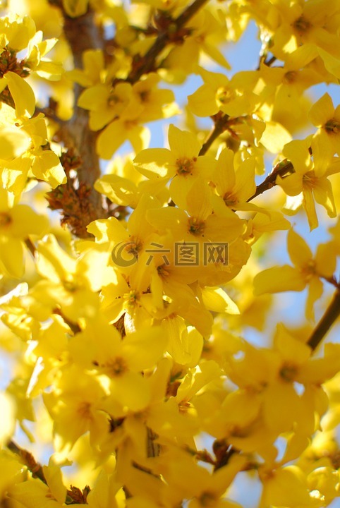 金链花,春天,黄