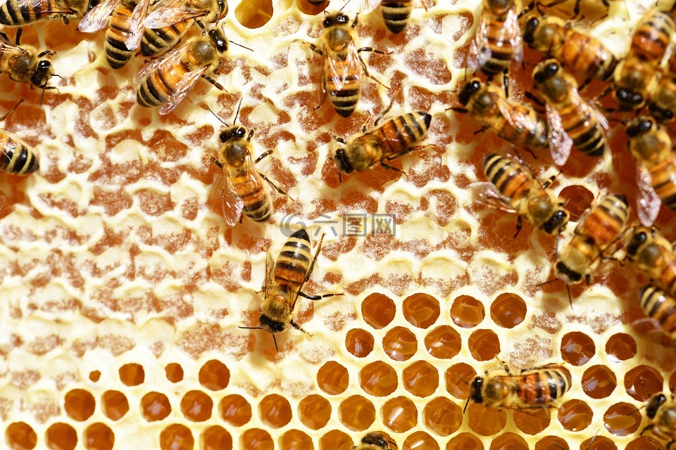 蜜蜂,蜂蜜,蜂窝
