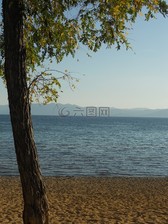 太浩湖,树,海滩