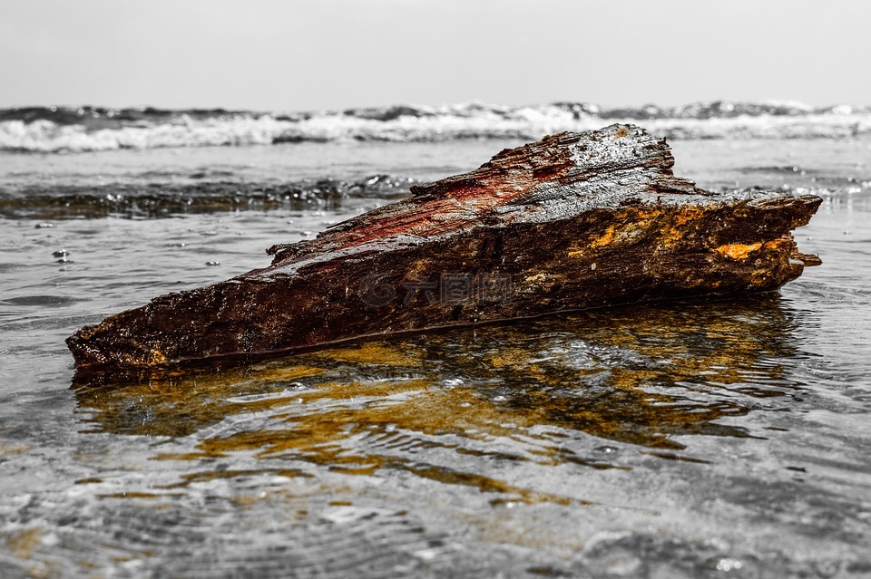 海底枯木图片