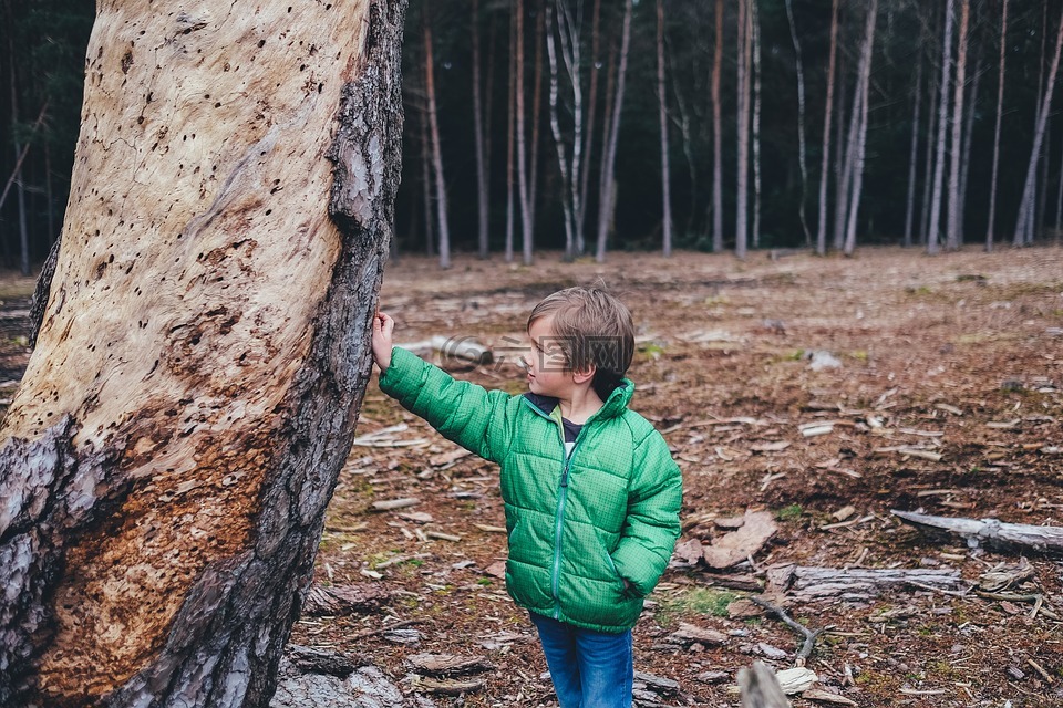 儿童,森林,树