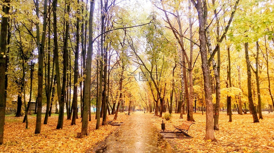 公园,秋季,路