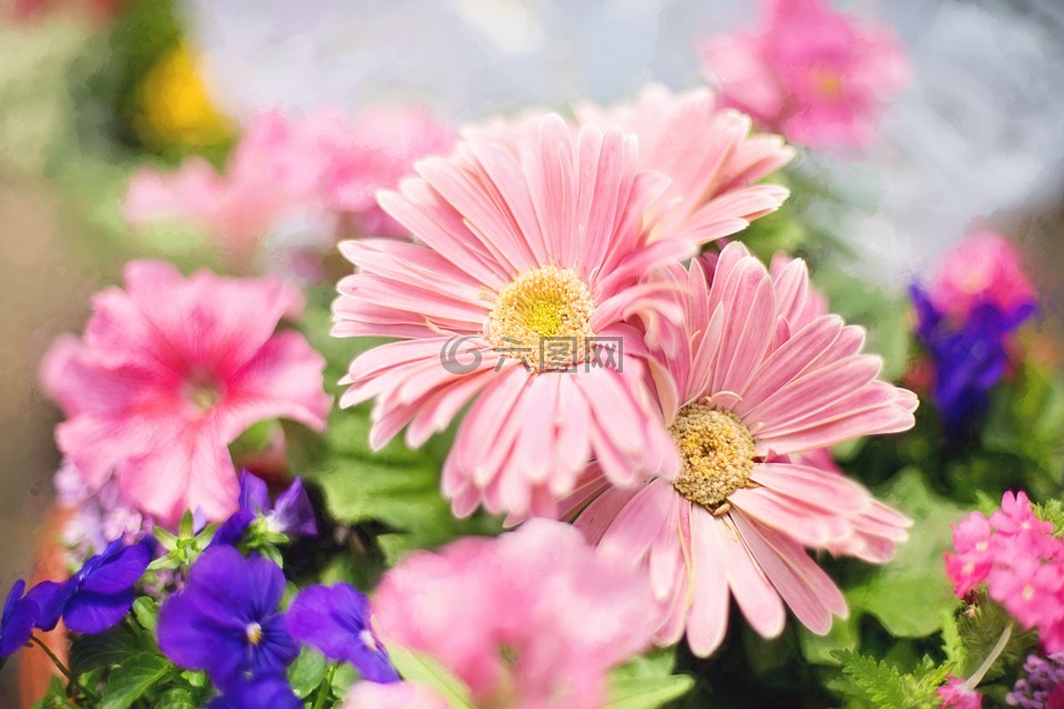春天的花朵,粉红色,花园