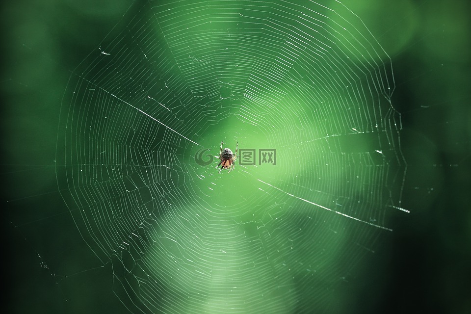 蜘蛛,绿色,网络
