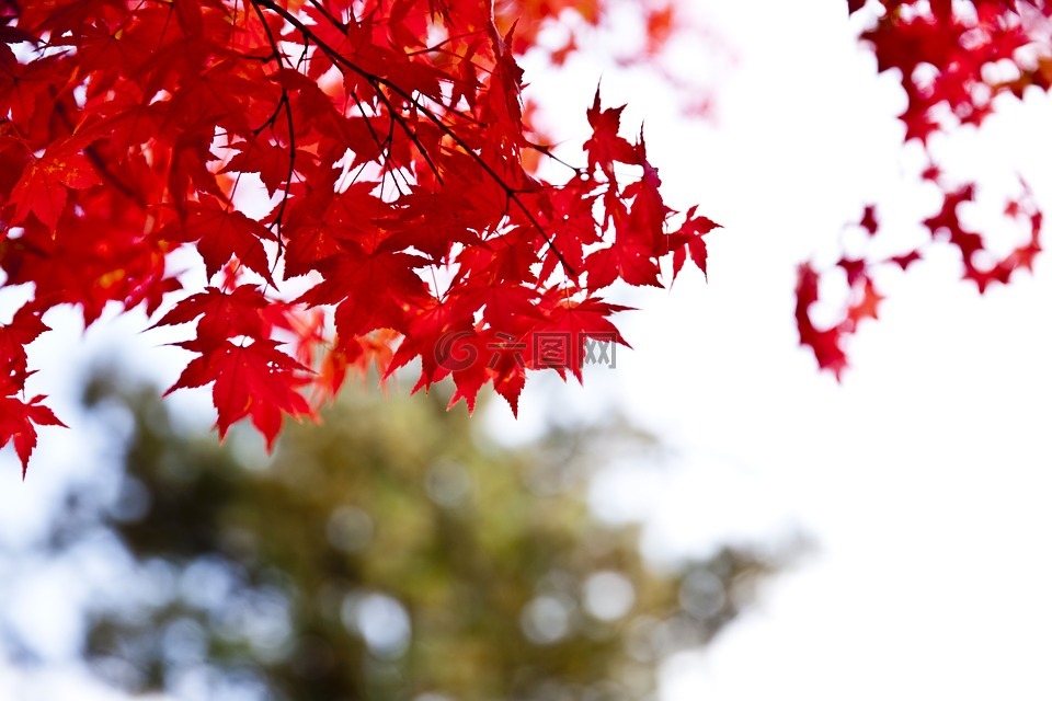春川,娜美,秋天的树叶