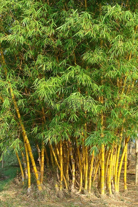 黄金竹,带区卷的竹,黄金间碧玉