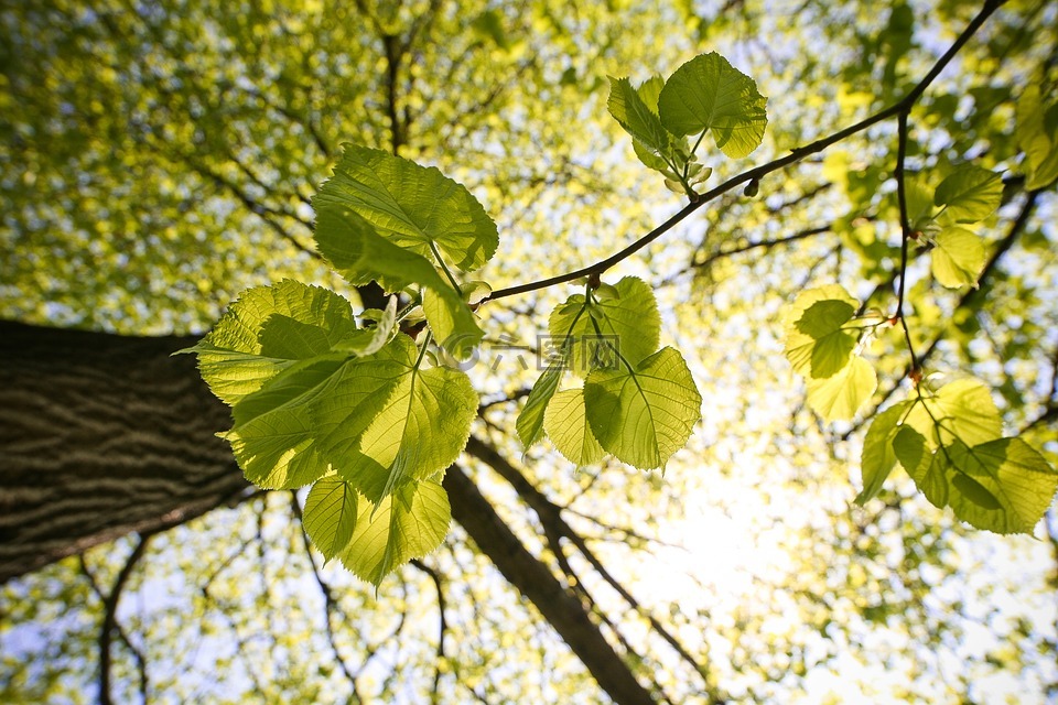green,sunny,tree
