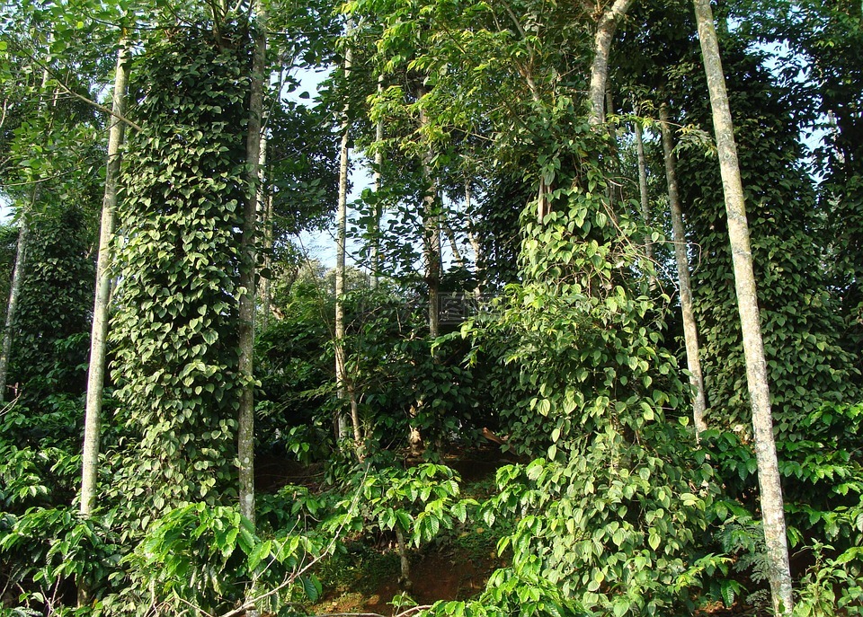 咖啡种植园,罗伯斯,黑胡椒藤