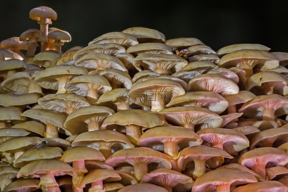 蘑菇,蘑菇组,蘑菇收集