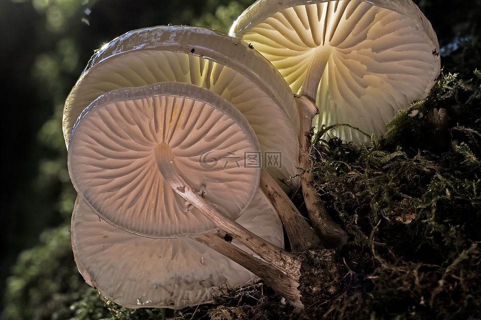 书粘液牡蛎蘑菇,蘑菇,木材真菌