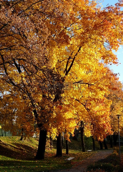 树,秋,奥尔库什