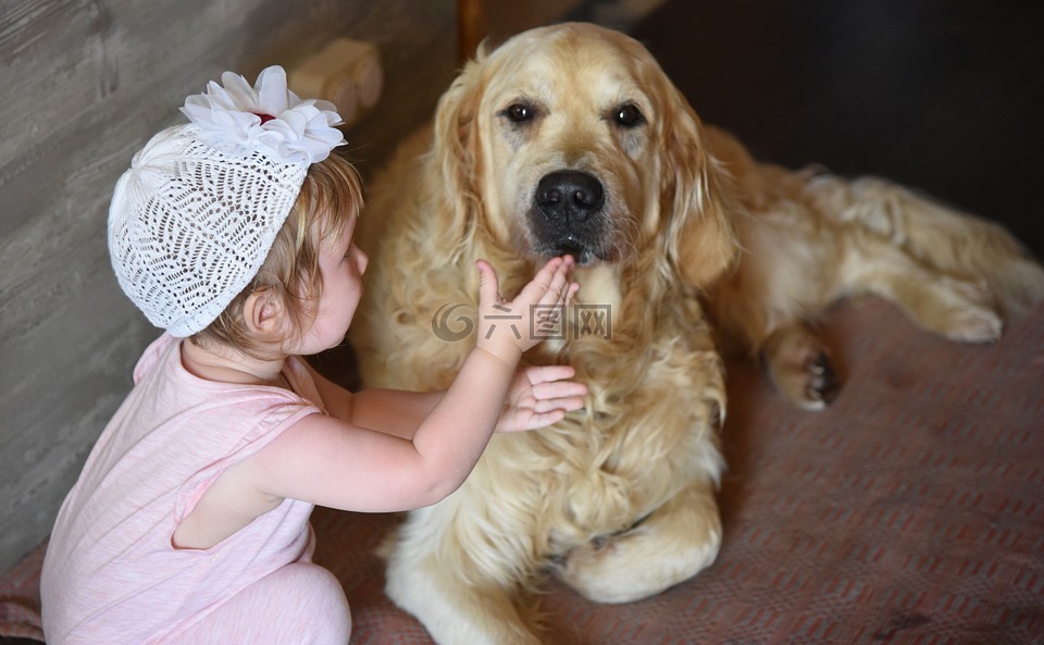 狗,女孩,猎犬