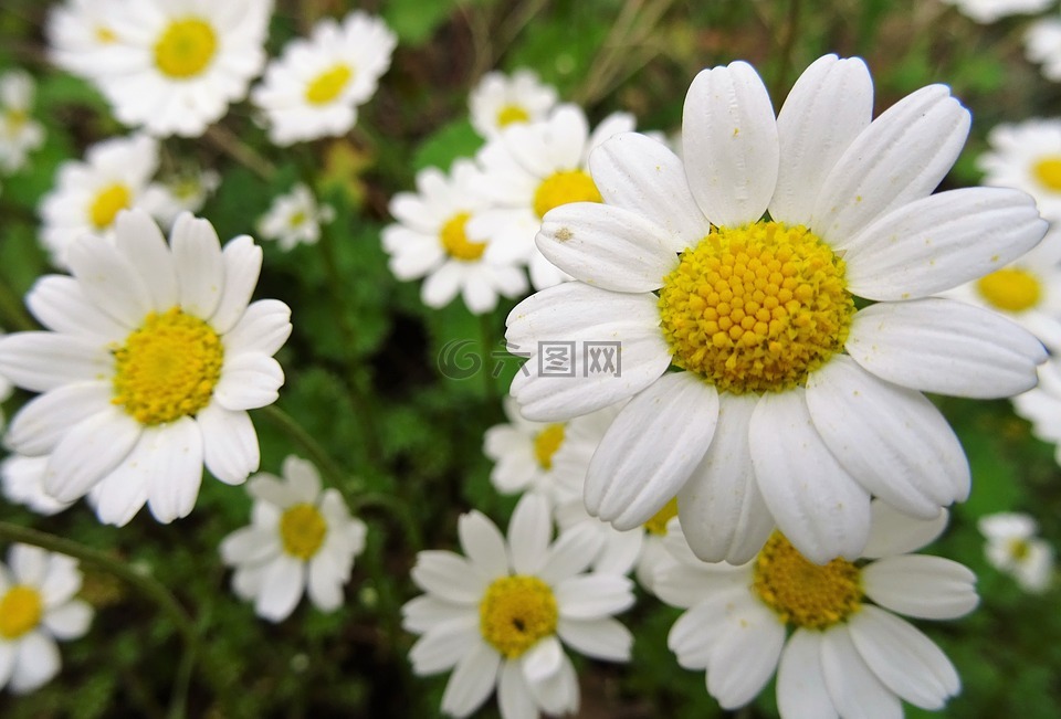 甘菊,花,白色的花