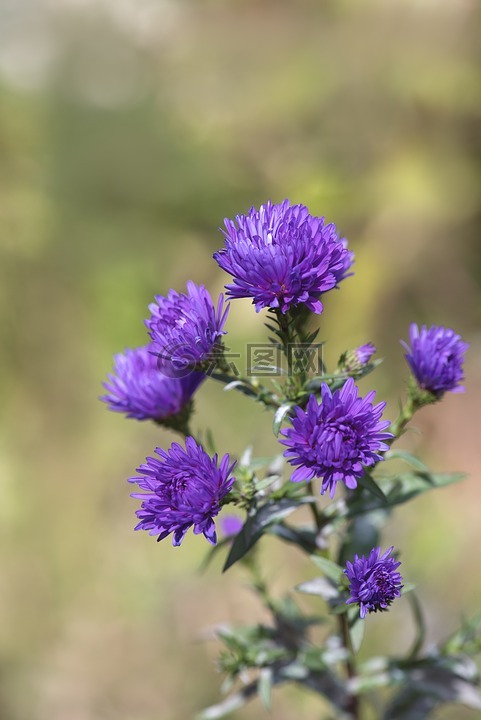 asters,蓝色,herbstastern