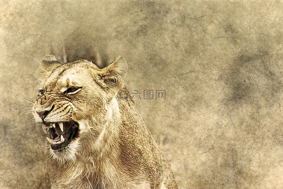 母狮,动物,轰鸣声