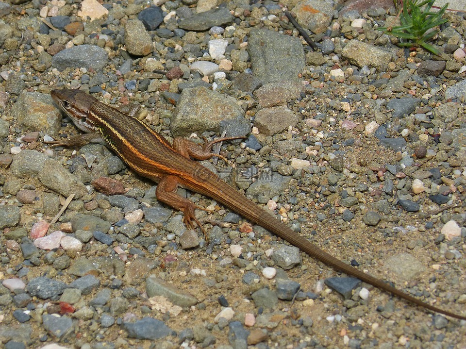 蜥蜴,橙色,sargantana