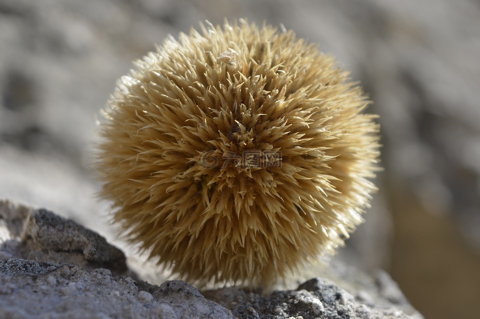 性质,和平,分娩