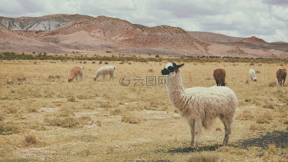羊驼,动物,草