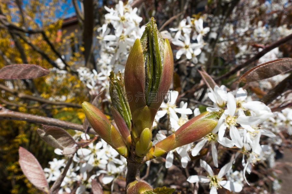 amelanchier,叶芽,桤叶唐