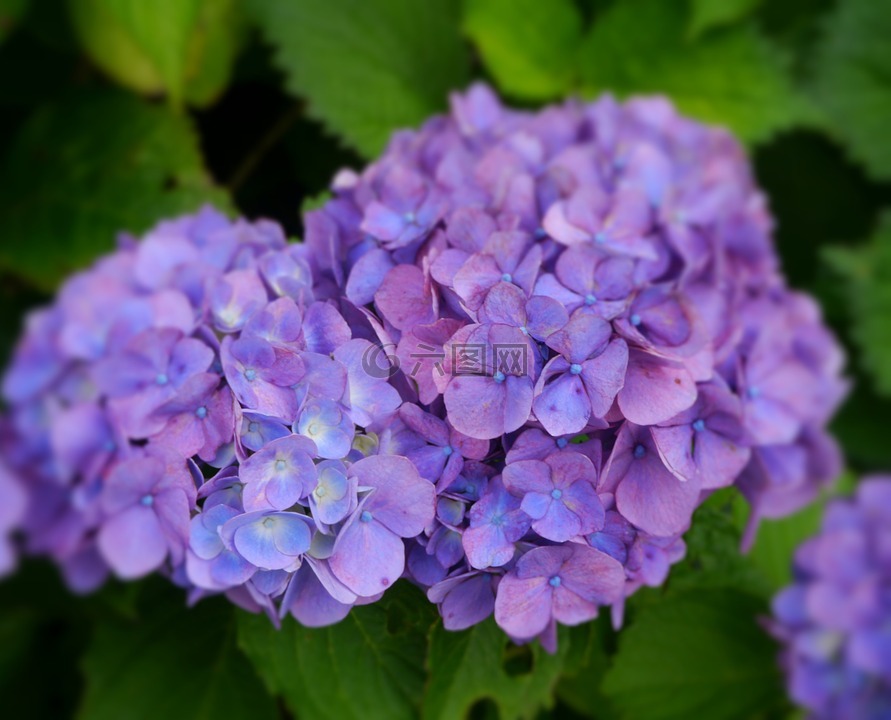 绣球花,紫色,观音崎