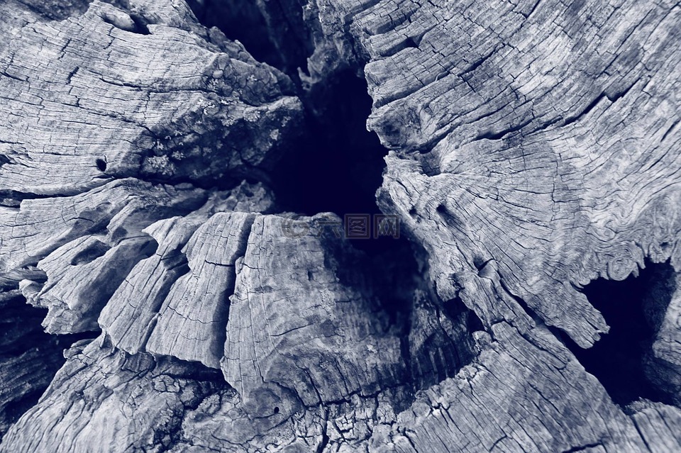 树,树节,黑色和白色