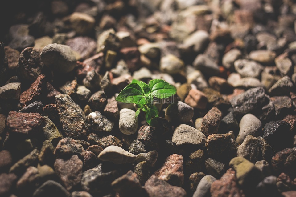 小,自然,植物