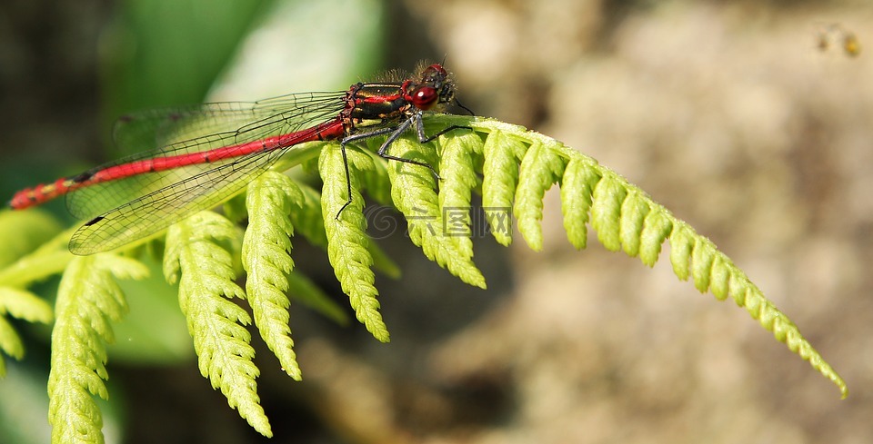 蜻蜓,红色,昆虫