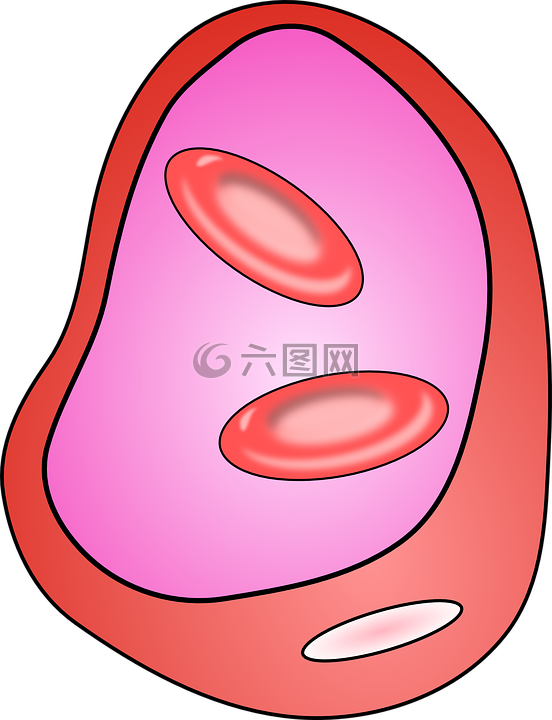 静脉,血管,单元格