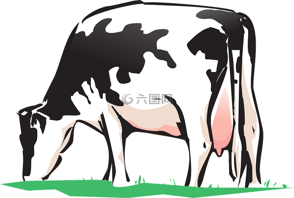 牛,动物养殖场