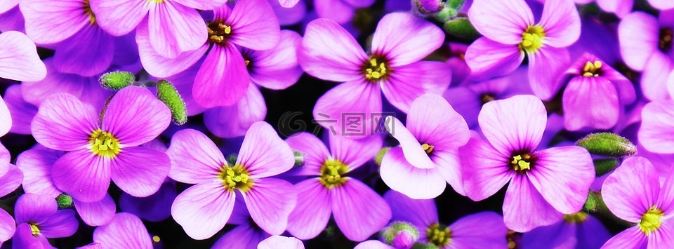 鲜花,紫,blütenmeer