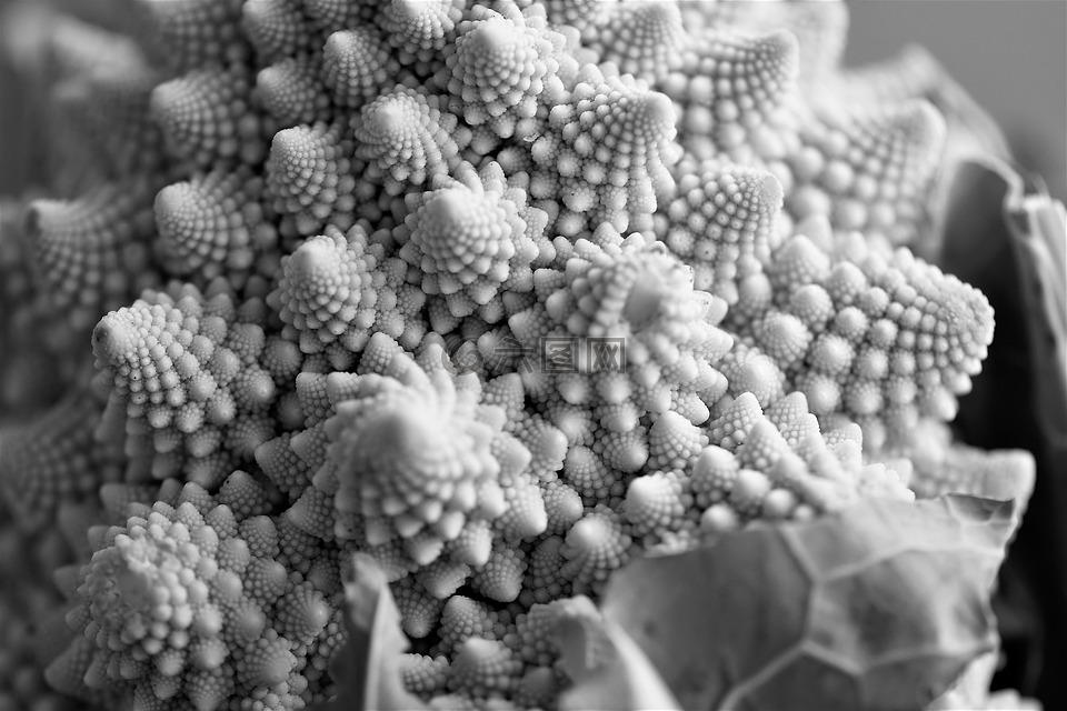 romanesco,蔬菜,菜花