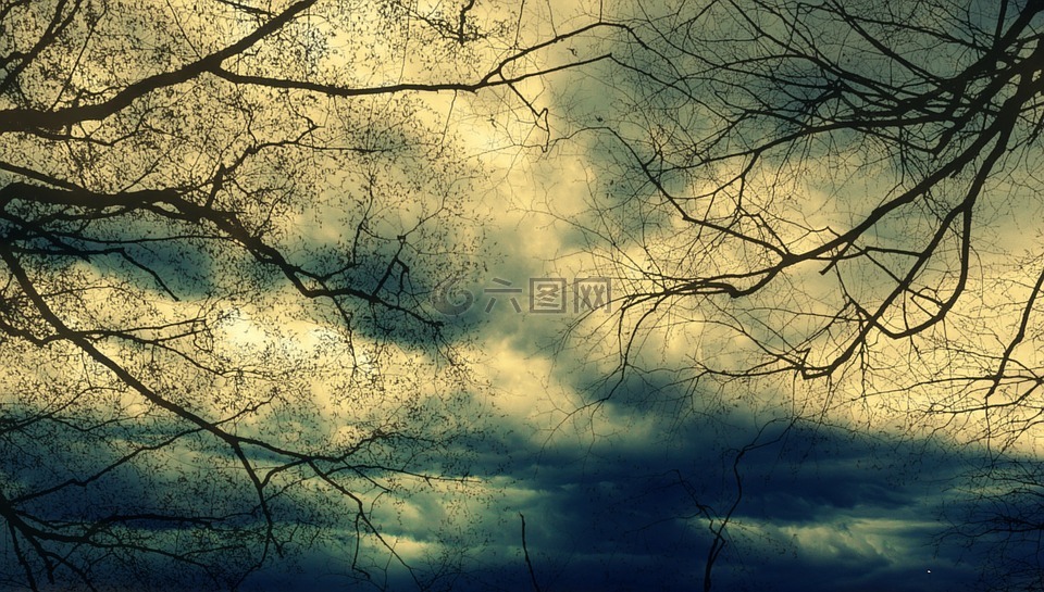 树,云,风暴