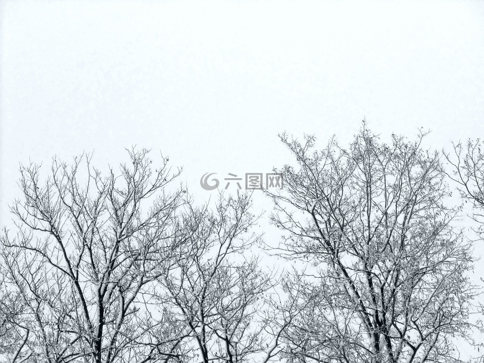 树枝,树,冬季