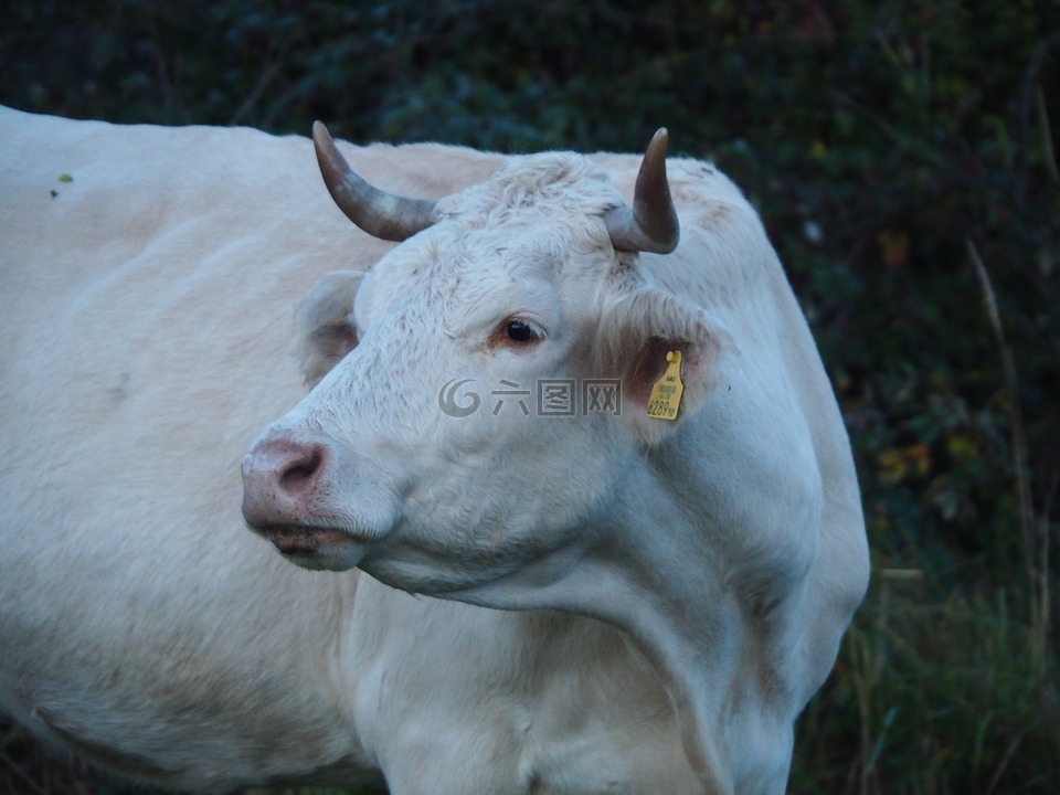 牛,牛肉,牧场