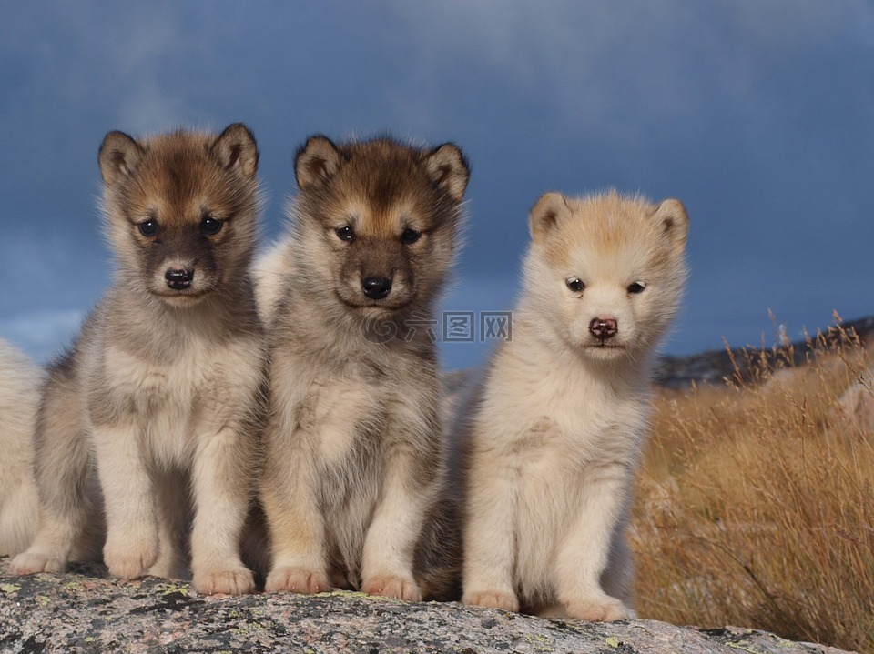 狗,雪橇犬,格陵兰岛