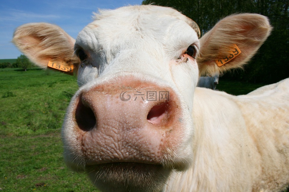 牛,动物,封闭的性质