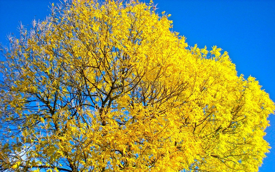 树,秋季,黄色