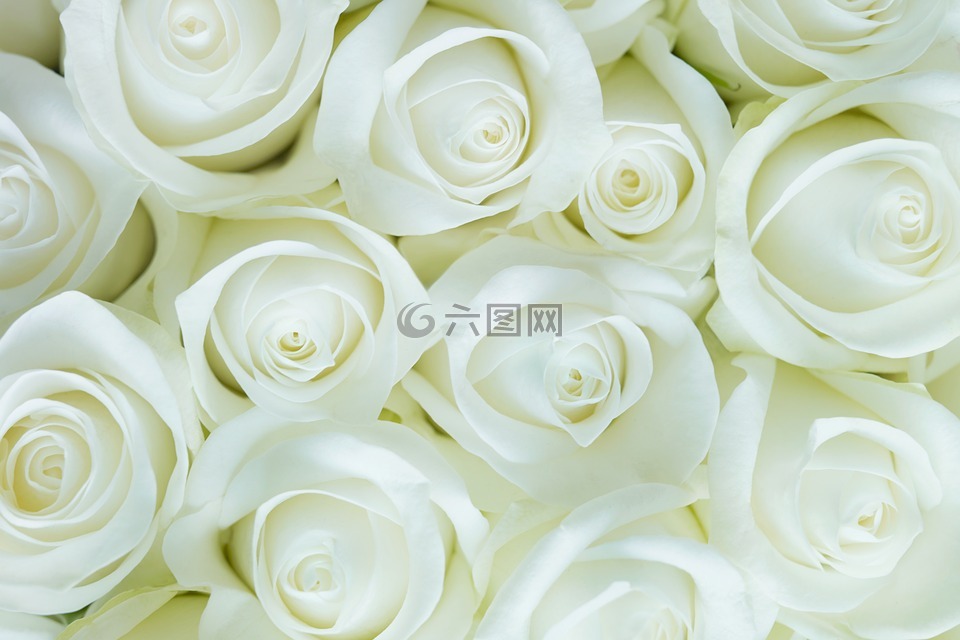 玫瑰,白,纯