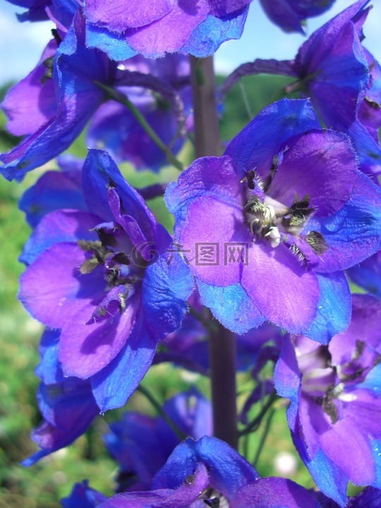 拉克斯珀,开花,蓝紫色