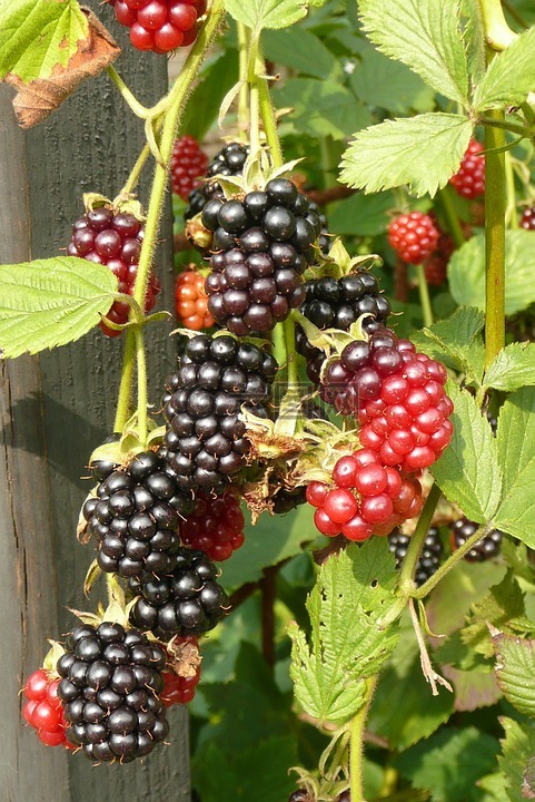 毛刺,黑莓,菜园