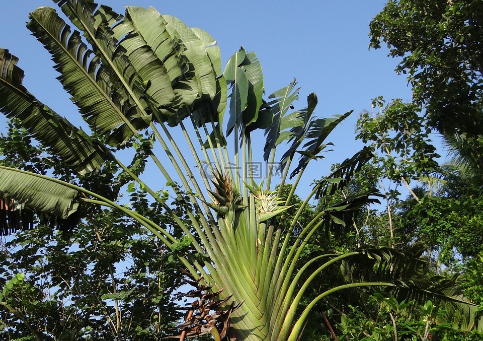 马达加斯加吊兰拉,旅行者的树,旅行者棕榈