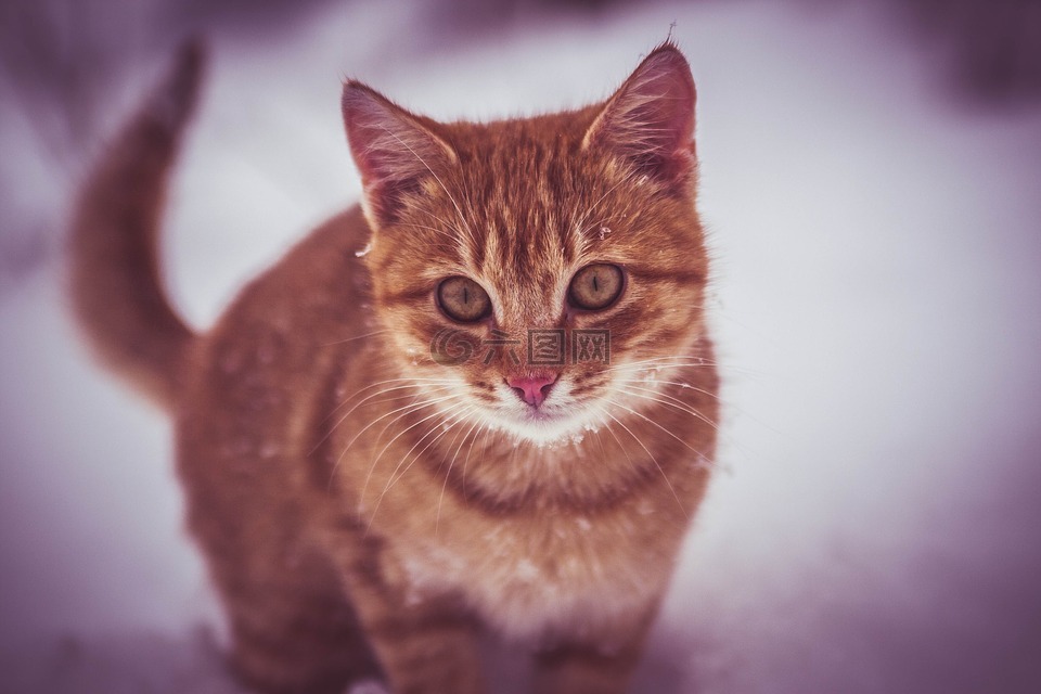 猫,雪,玩