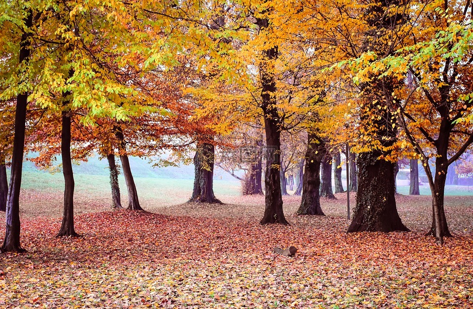 树,秋,黄色
