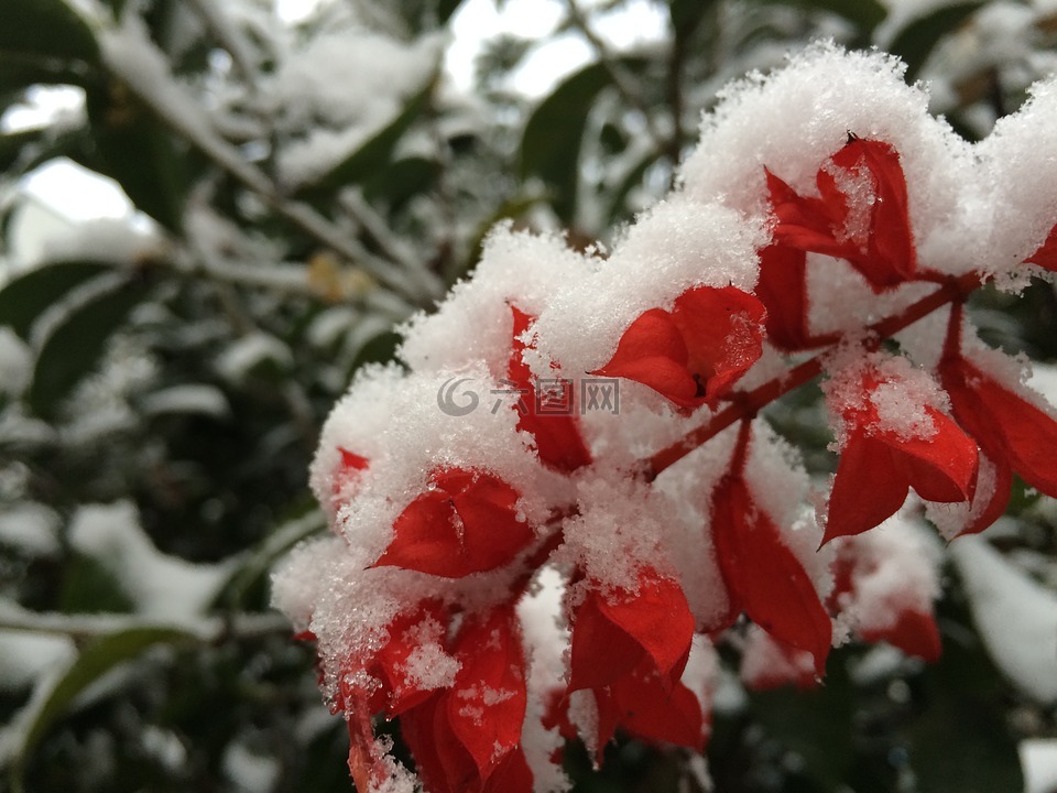 雪花,植物,色彩