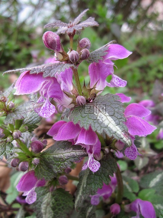 宝盖斑,斑点的 deadnettle,斑点的 henbit