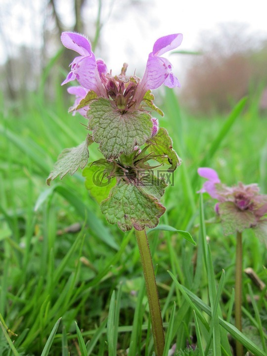 宝盖象草,红 deadnettle,紫色 deadnettle