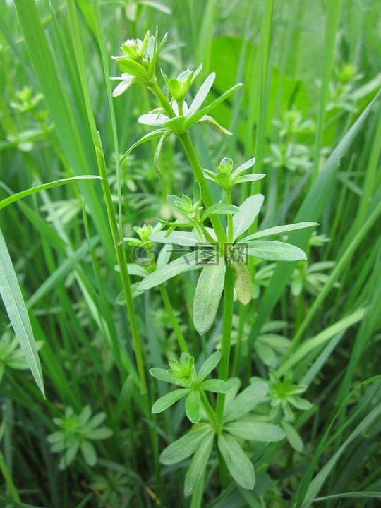 猪粟米草属,对冲垫子草,假满天星