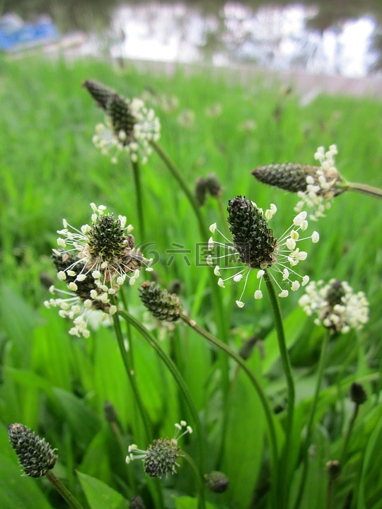 车前子杉木 英语芭蕉 狭车前草高清图库素材免费下载 图片编号 六图网