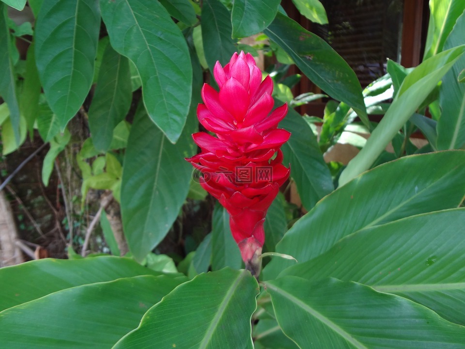 紅色花,熱帶花卉,alpínia