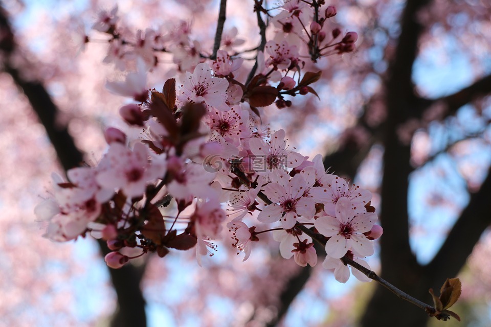 櫻花,粉色,自然